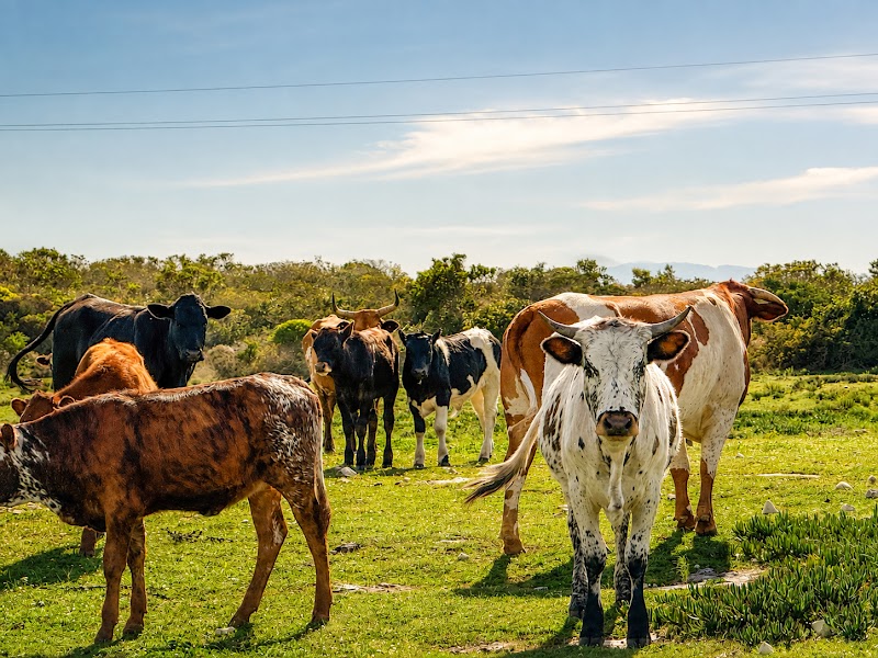 Resident Nguni cattle