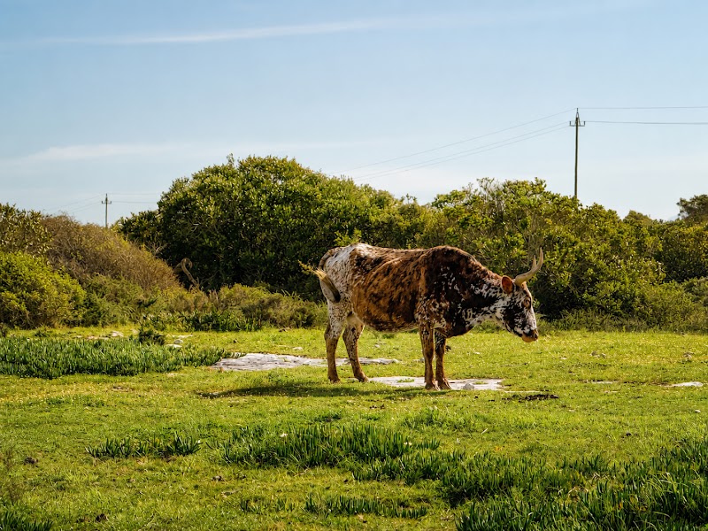 Resident donkey