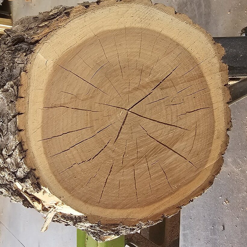 The cut end of the limb, ring on ring