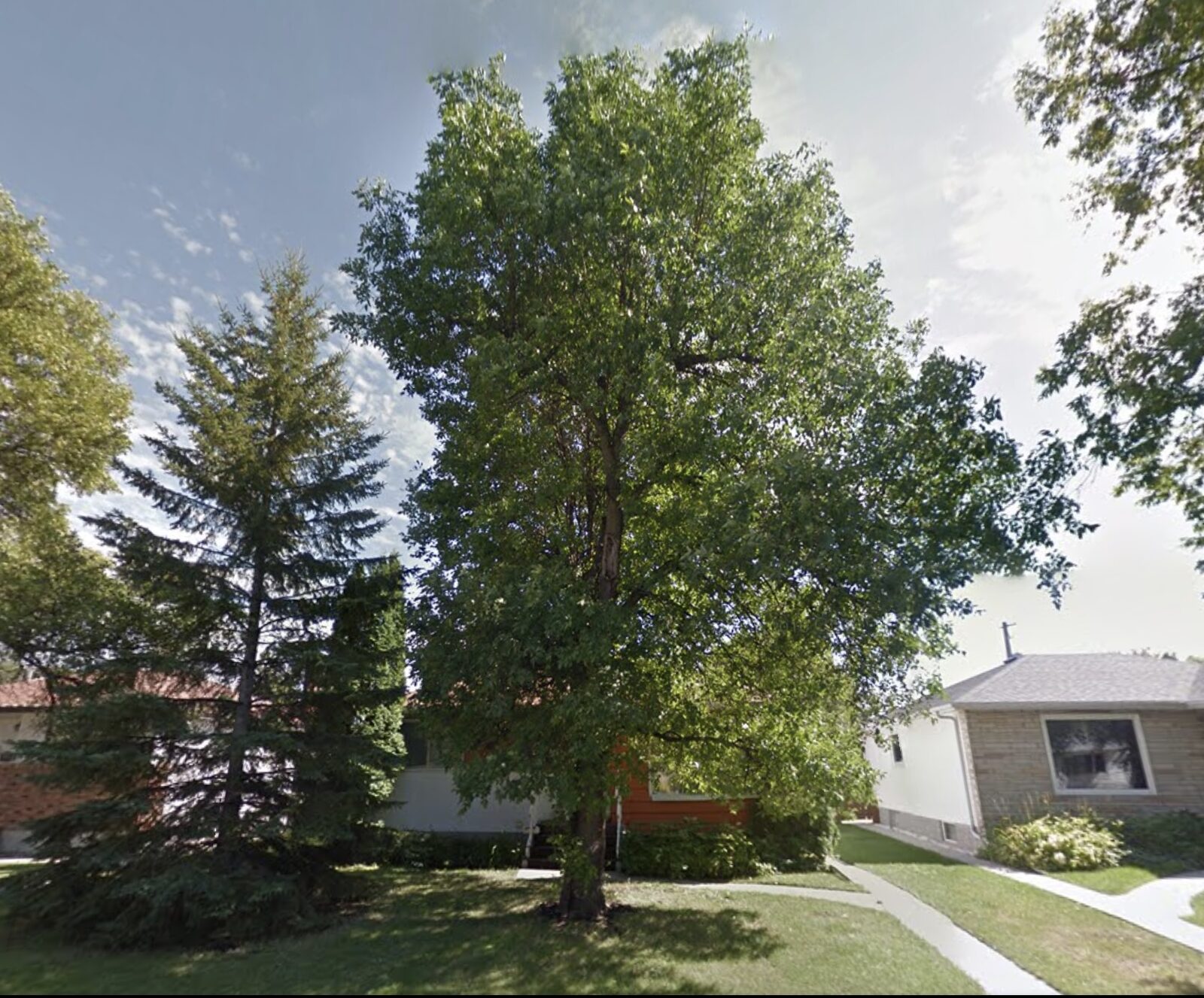 The ash standing in front of the house
