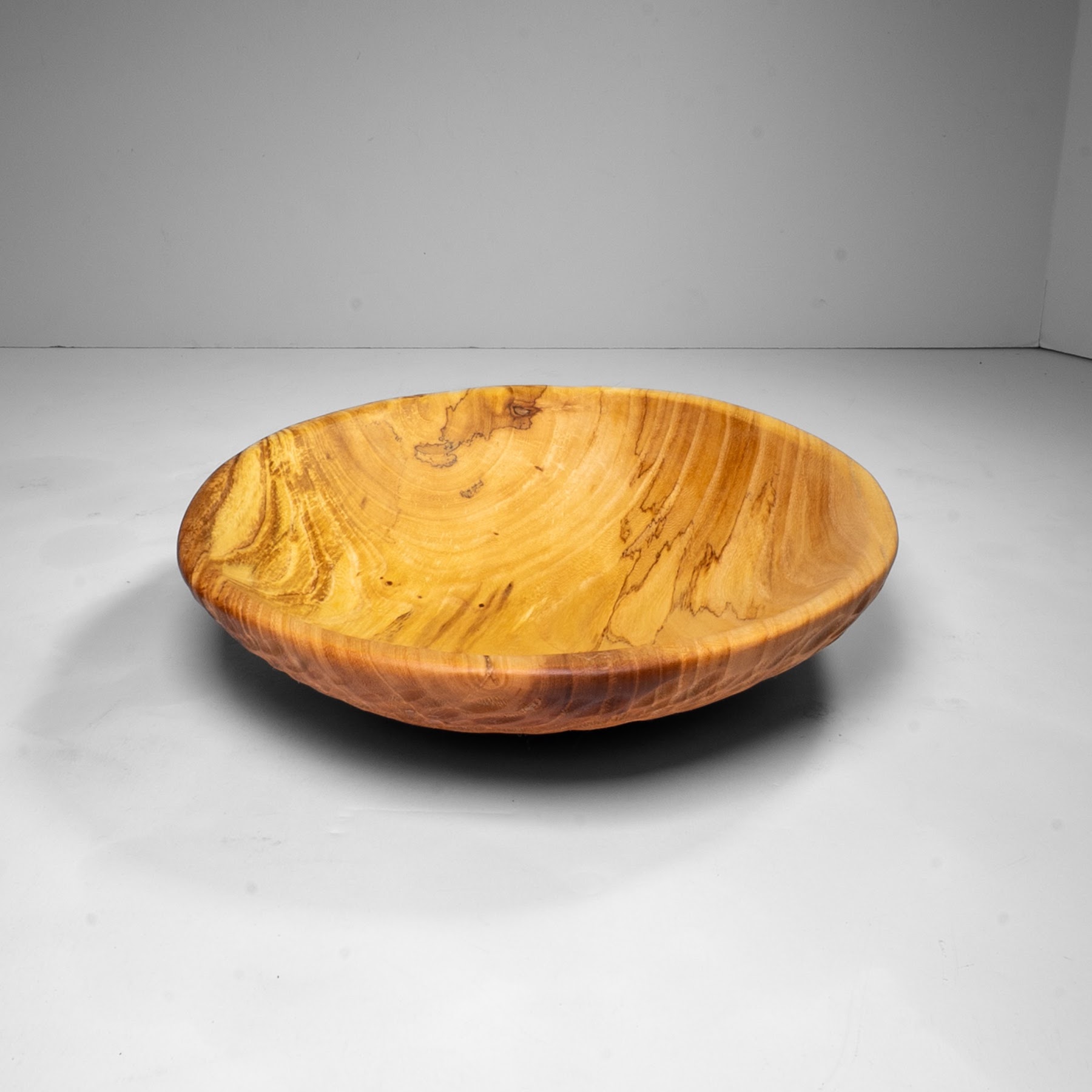 Siberian Elm - Scotia Heights - 14" view 3