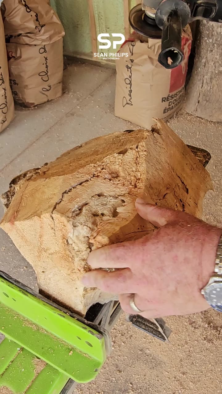 Carving Manitoba Maple Burl - St. Boniface - 15"