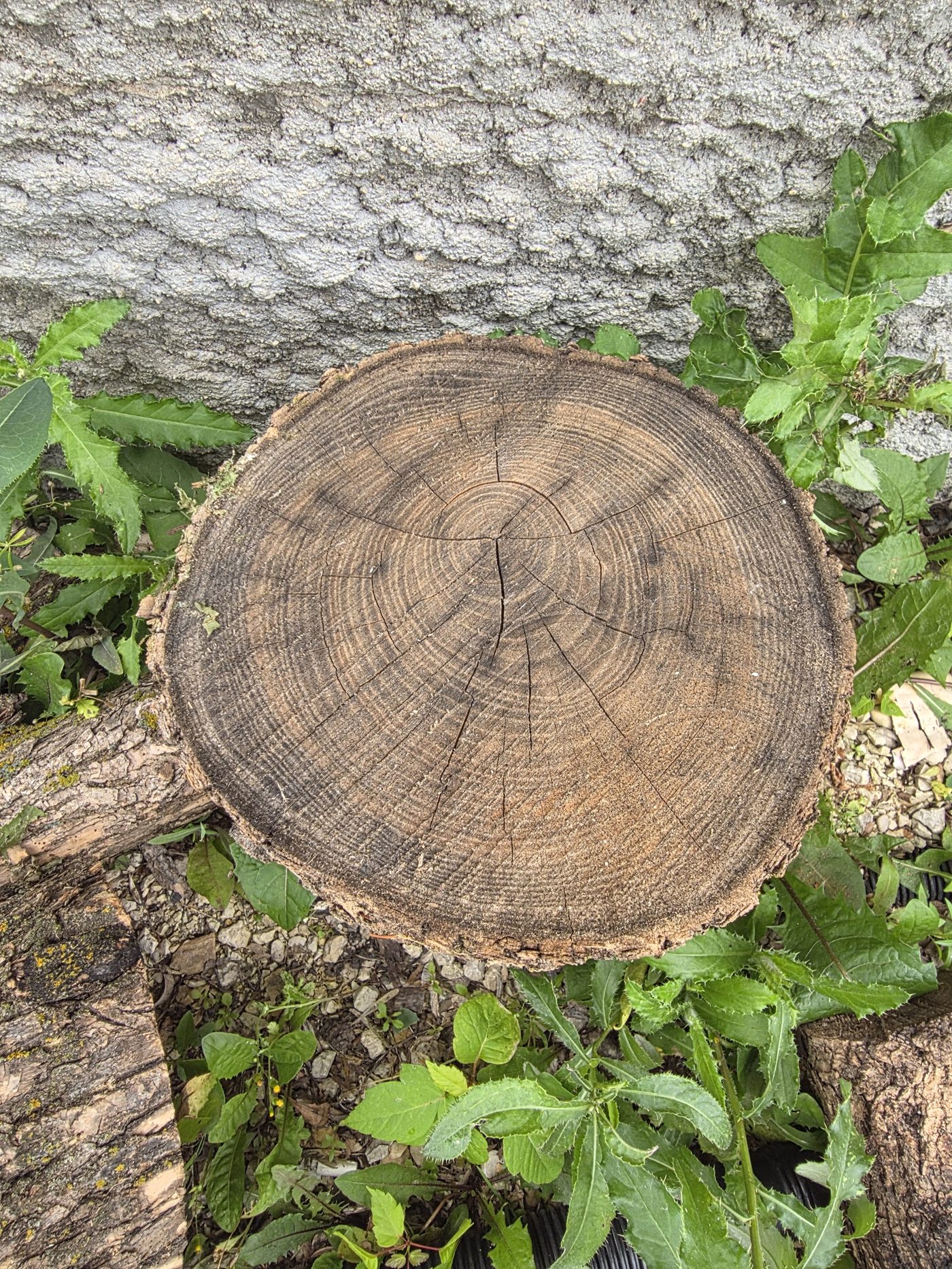 The trees