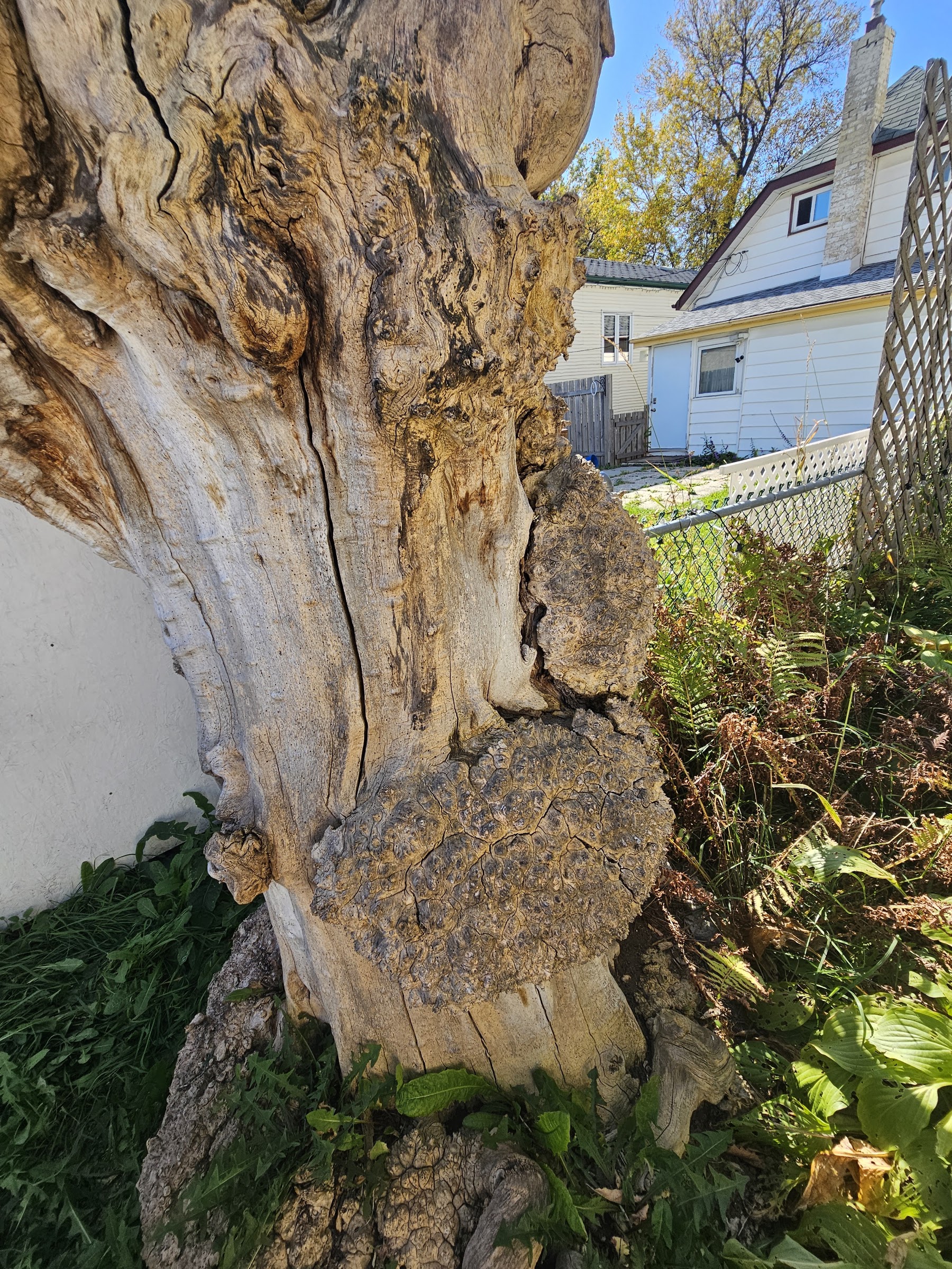 Where the tree stood