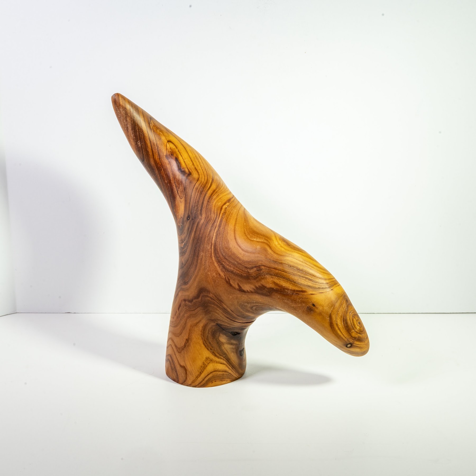 Russian Olive - North End - 12" view 7
