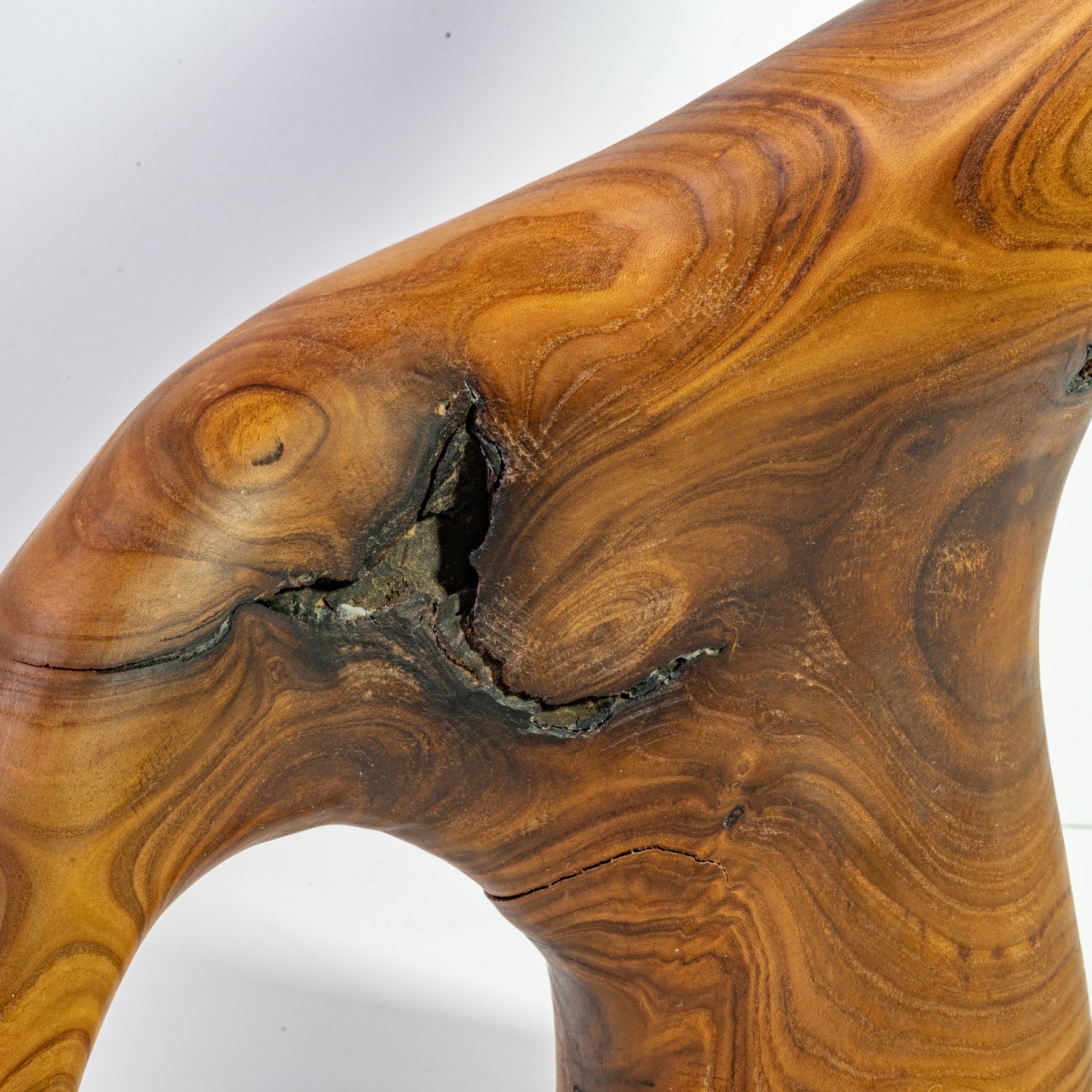 Russian Olive - North End - 12" view 8